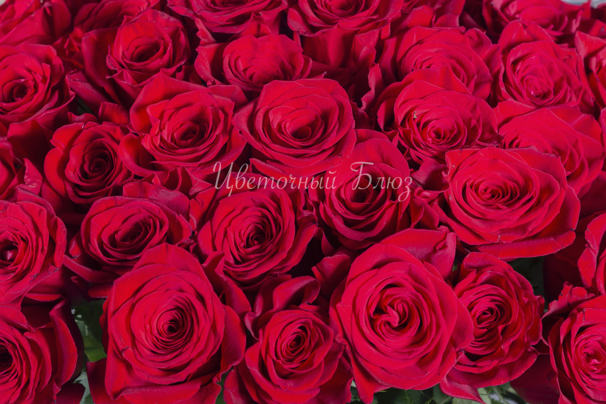 Красная роза фото 3