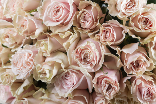 Нежно-розовая роза фото 3