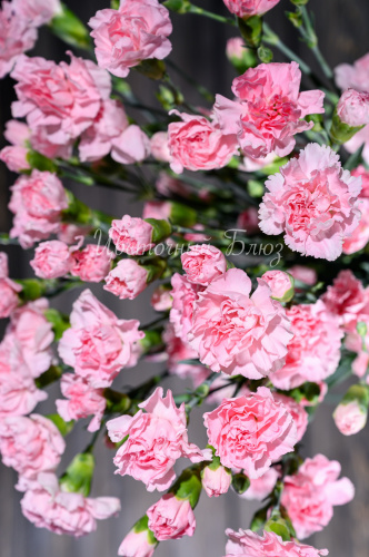 Гвоздика кустовая розовая фото 3