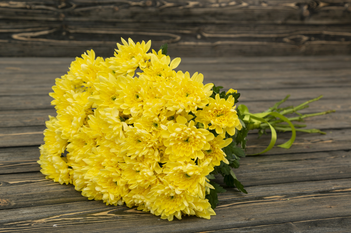 Хризантема кустовая желтая фото 2