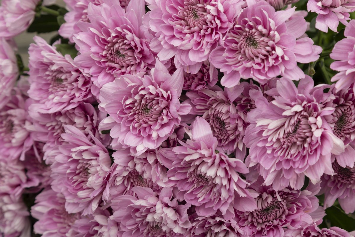 Хризантема кустовая розовая фото 3