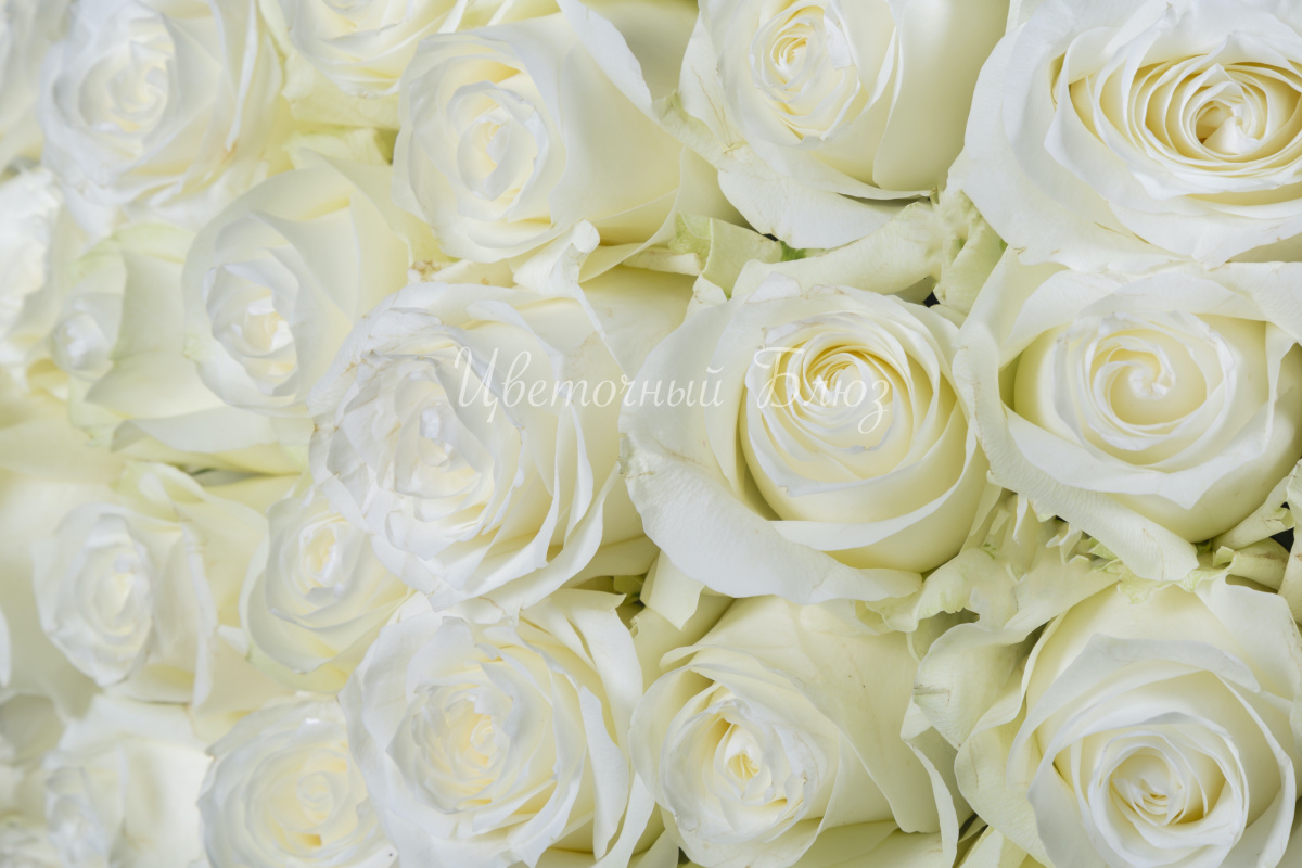 Белая роза фото 3