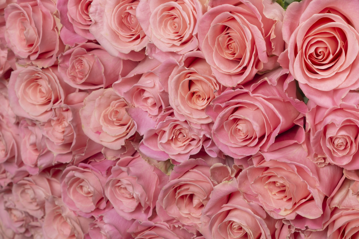 Розовая роза фото 3