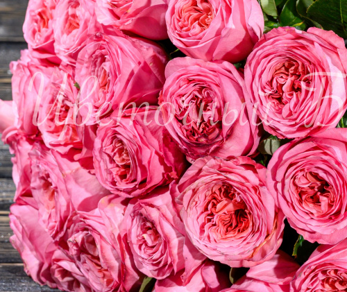 Нежная розовая садовая роза фото 3
