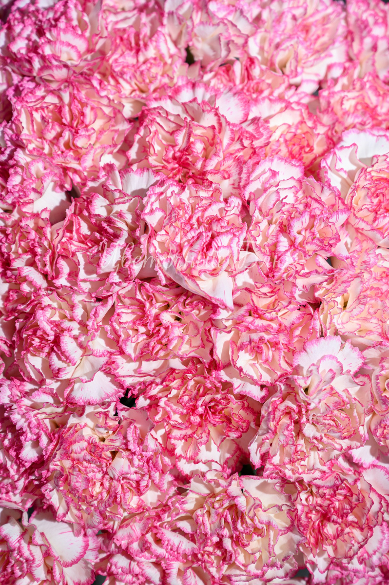 Гвоздика бело-розовая фото 3
