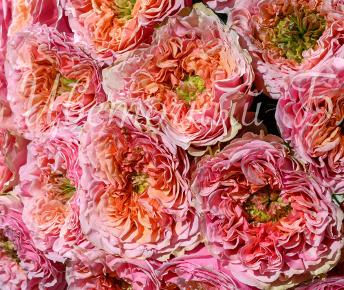 Розовая садовая роза фото 3