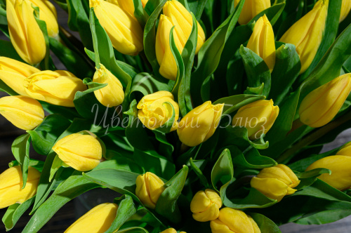 Тюльпаны желтые фото 3