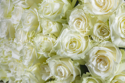 Белая роза с зеленым отливом фото 3