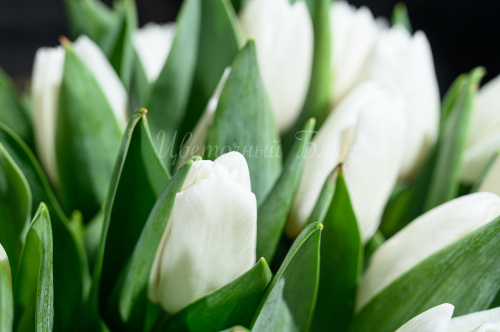 Тюльпаны белые фото 3