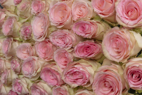 Кремово-розовая роза фото 3
