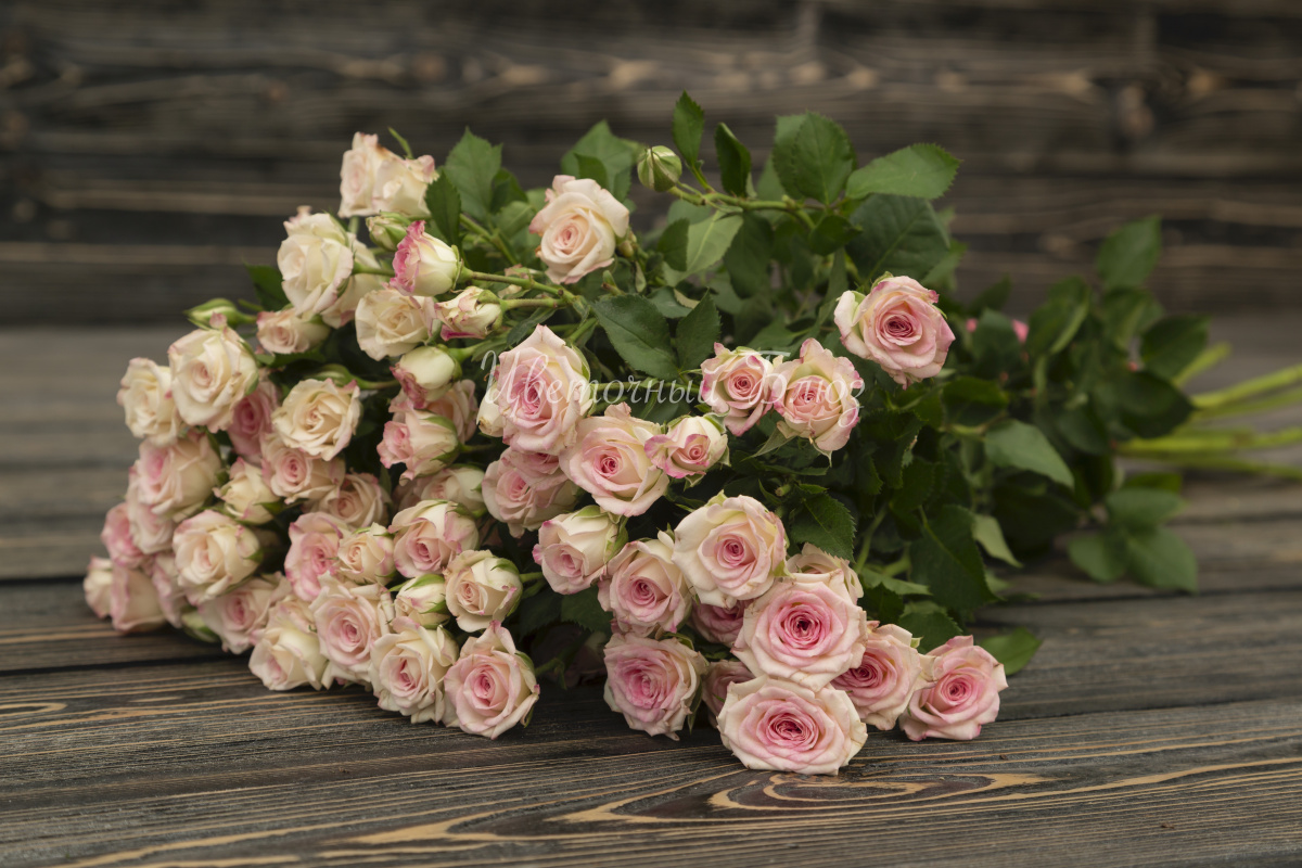 Роза кустовая кремово-розовая фото 2