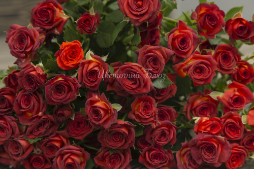 Роза кустовая шоколадно-красная фото 3