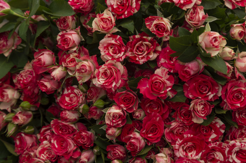 Кустовая роза бело-красная фото 3