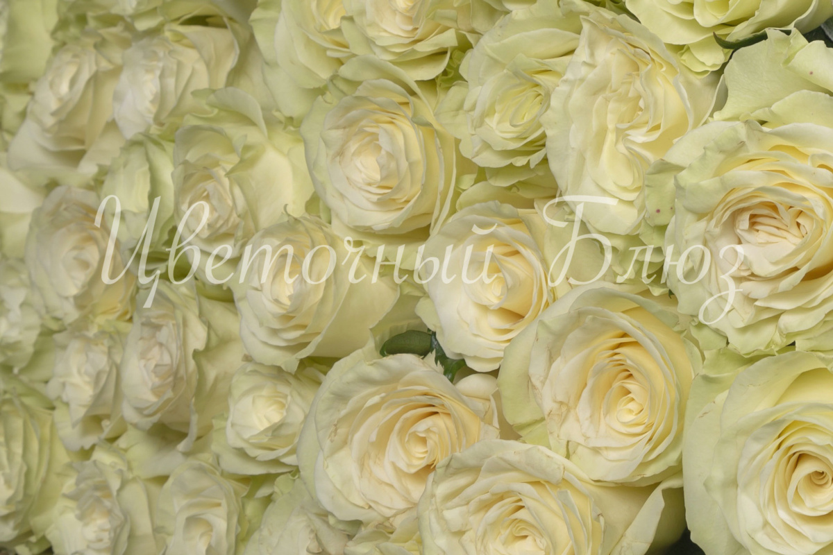 Белая роза с зеленым отливом фото 3