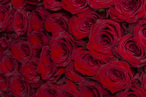 Темно-красная роза фото 3