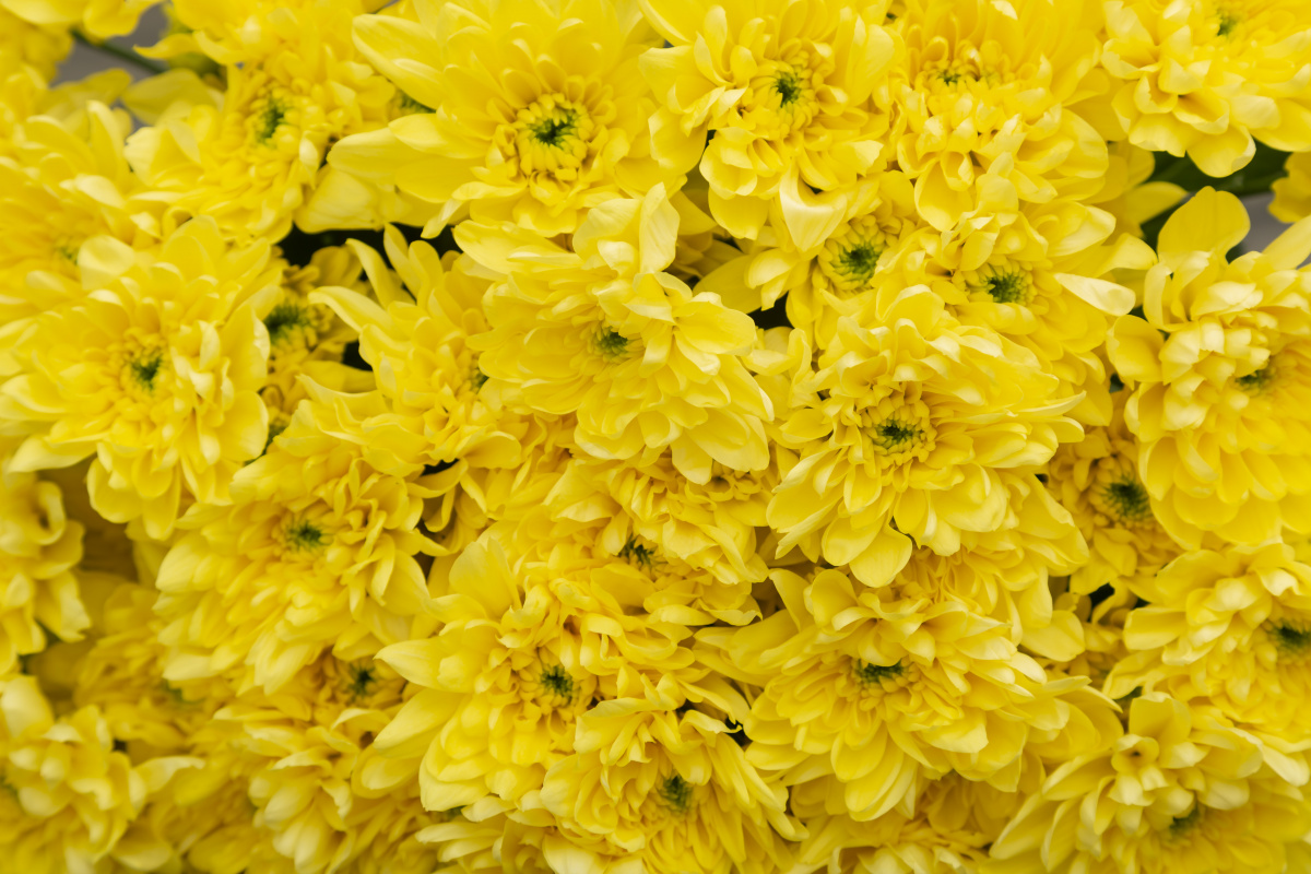 Хризантема кустовая желтая фото 3