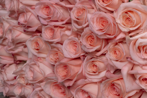 Светло-розовая роза фото 3
