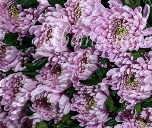Хризантема розовая фото 3