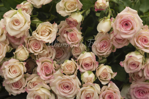 Роза кустовая кремово-розовая фото 3