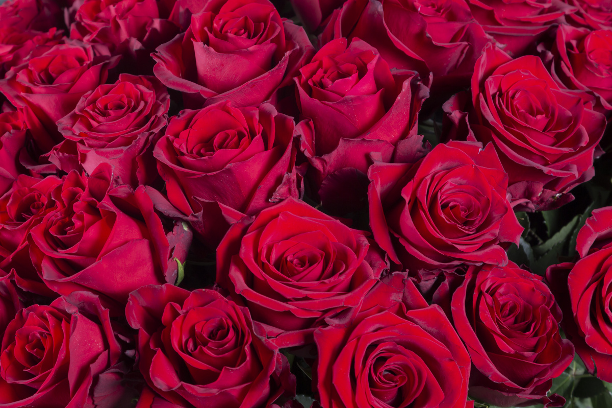 Темно-красная роза фото 3
