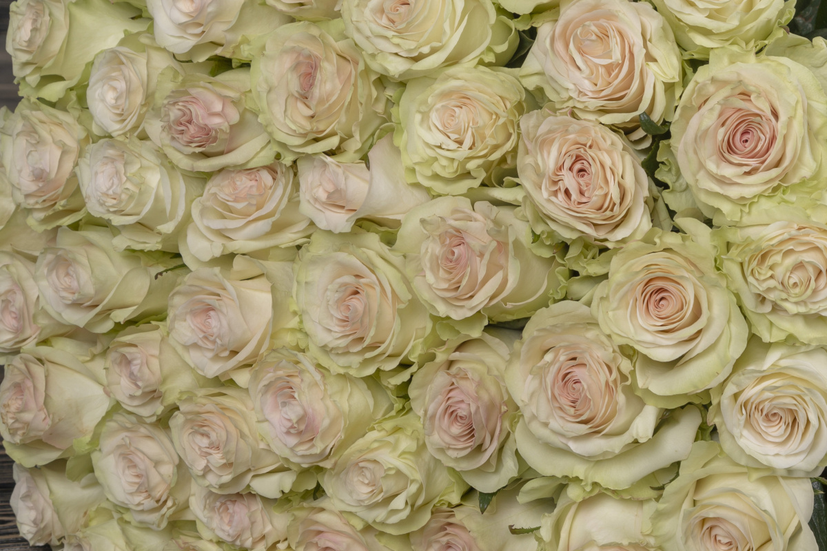 Нежно-кремовая роза фото 3