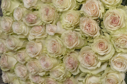 Нежно-кремовая роза фото 3