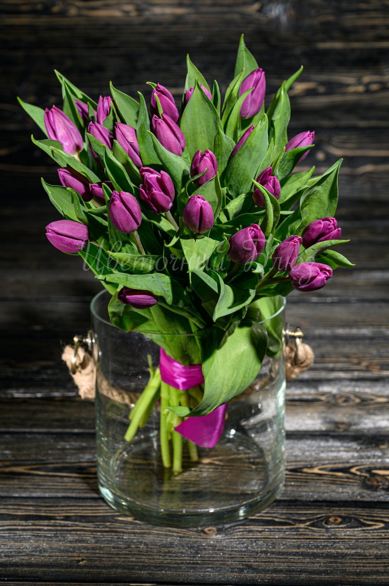 Тюльпаны фиолетовые