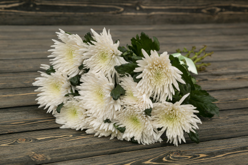 Хризантема игольчатая белая фото 2
