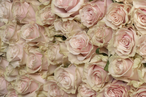 Нежно-розовая кремовая роза фото 3