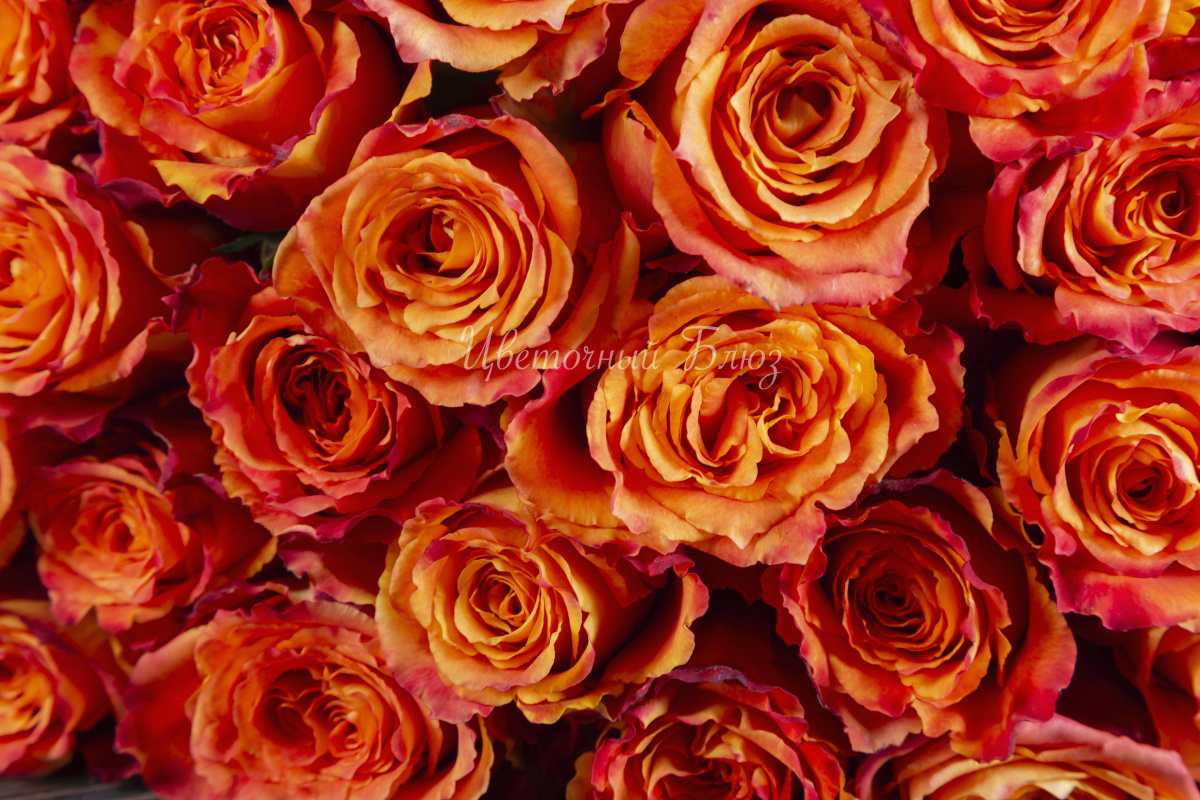 Желто-красная роза фото 3
