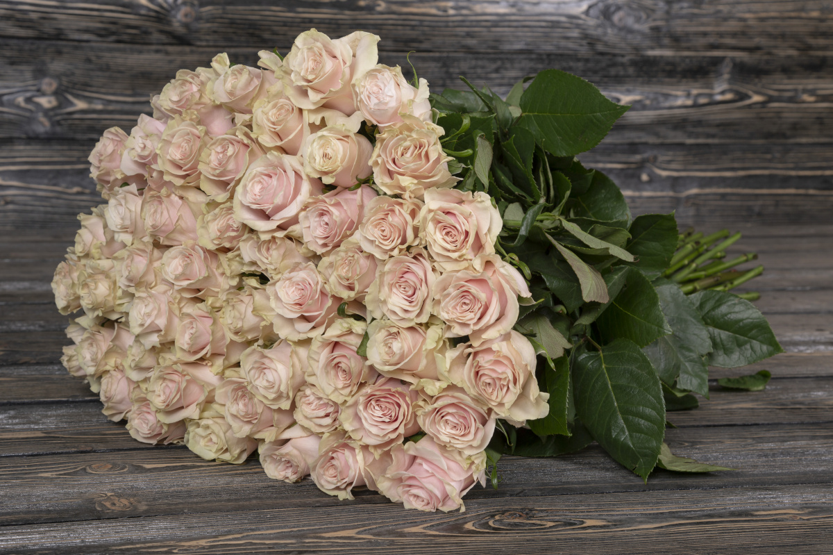 Нежно-розовая кремовая роза фото 2