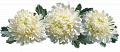 Хризантема